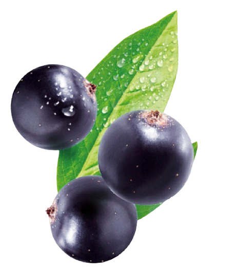 Cassis